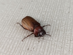 Amphitrichia constricta