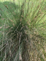 Juncus pallidus