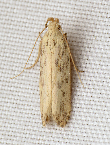 Mottled Twirler photo 2