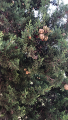 Cupressus sempervirens