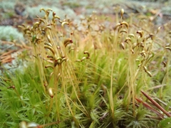 Dicranum polysetum