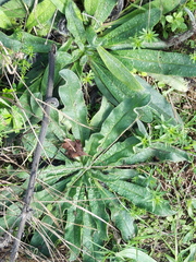 Echium vulgare