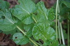 Barbarea vulgaris