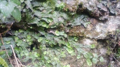 Conocephalum conicum