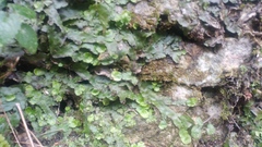 Conocephalum conicum