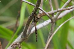 Acheron longus