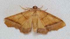 Plagodis phlogosaria