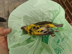 Leiothlypis ruficapilla