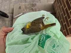 Leiothlypis ruficapilla