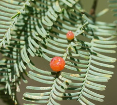 Austroacacidiplosis botrycephalae