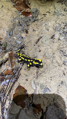 Salamandra salamandra