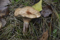 Paxillus involutus