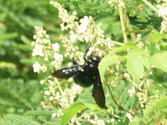 Apoidea