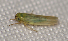 Macrosteles quadrilineatus