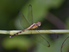 Erythrodiplax funerea