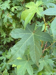 Liquidambar