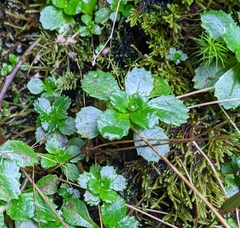 Micranthes stellaris