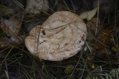 Paxillus involutus