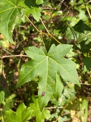 Liquidambar