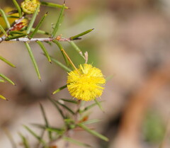Acacia brownii