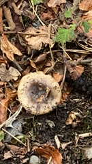 Russula cerolens