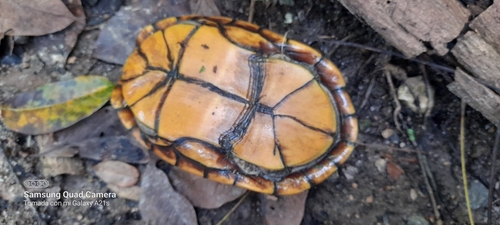 Central Chiapas Mud Turtle, Kinosternon abaxillare