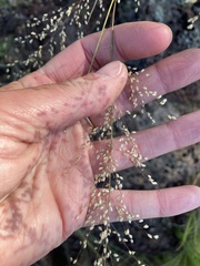 Blepharoneuron tricholepis