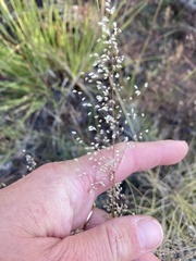 Blepharoneuron tricholepis