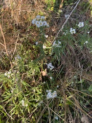 Achillea ptarmica