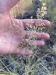 Blepharoneuron tricholepis