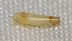 Empoa