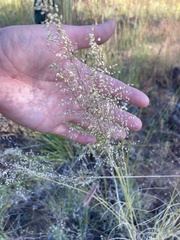 Blepharoneuron tricholepis