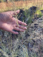 Blepharoneuron tricholepis