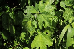 Girardinia diversifolia