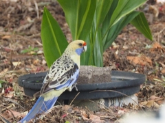 Platycercus elegans flaveolus