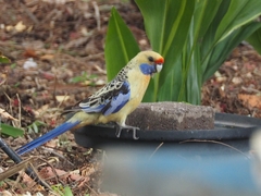 Platycercus elegans flaveolus