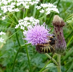 Dolichovespula norvegicoides