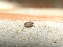 Sciocoris sideritidis