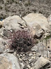 Hamatocactus hamatacanthus