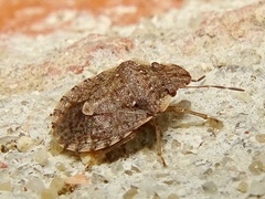 Sciocoris sideritidis