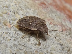 Sciocoris sideritidis