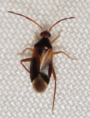 Ceratocapsus modestus