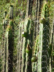 Corryocactus melanotrichus