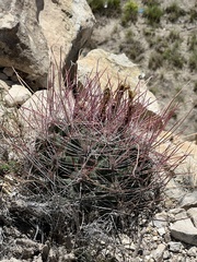 Hamatocactus hamatacanthus
