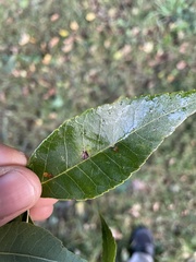 Caryomyia caryaecola