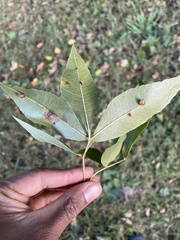 Caryomyia caryaecola