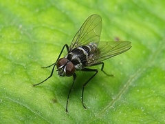 Limnophora obsignata