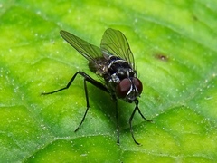 Limnophora obsignata