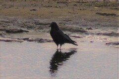 Corvus corone