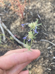 Ipomopsis multiflora